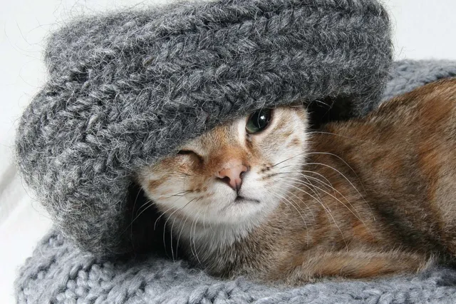 Column: Waarom heb ik meer geduld met katten dan met mensen?