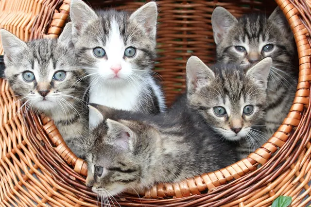 Met deze kattenmandjes slaapt je kat heerlijk
