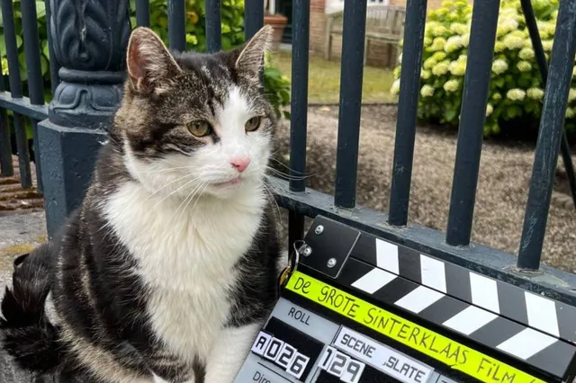 Wist je dat Abatutu de beroemdste kat van Nederland is?