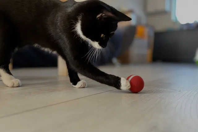 Cheerble M1 interactieve kattenbal Review: Tip voor een speelse kat