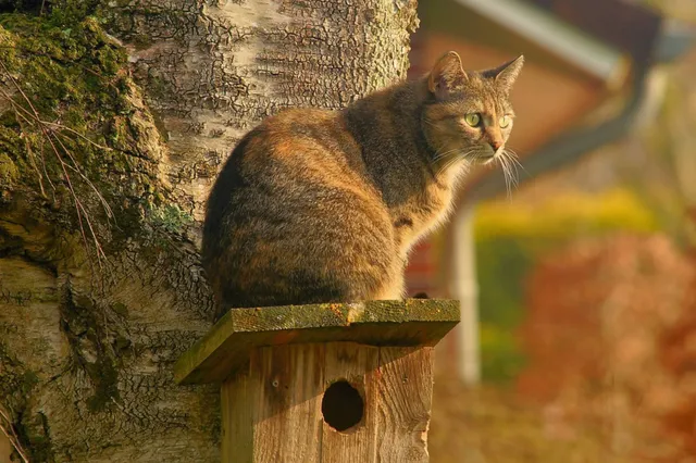 Nieuw kattenspeeltje voor katten bootst fladderende vogel na