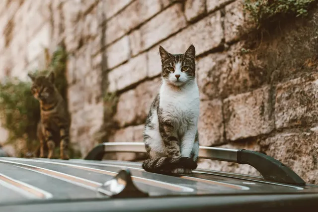 Dierenambulance Utrecht heeft het druk met aangereden katten