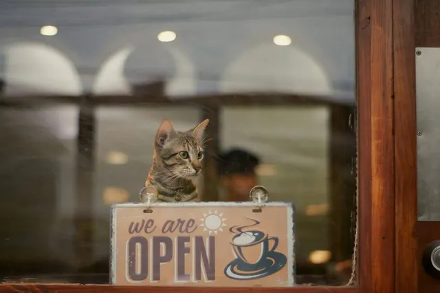Kattencafés worden steeds populairder in Nederland