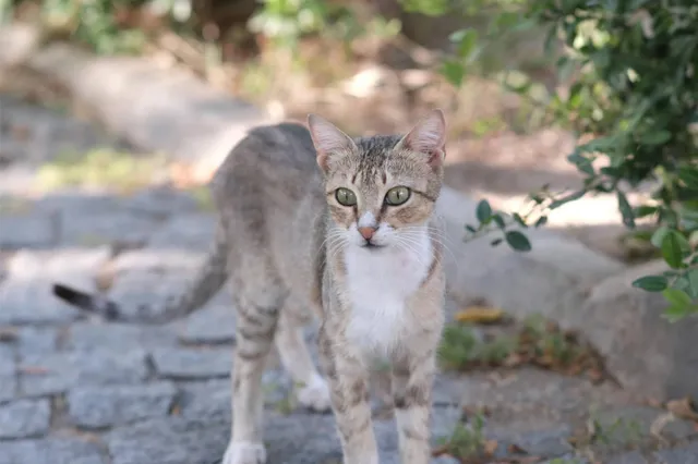 Kun je een chip van een kat overzetten naar een nieuwe eigenaar?