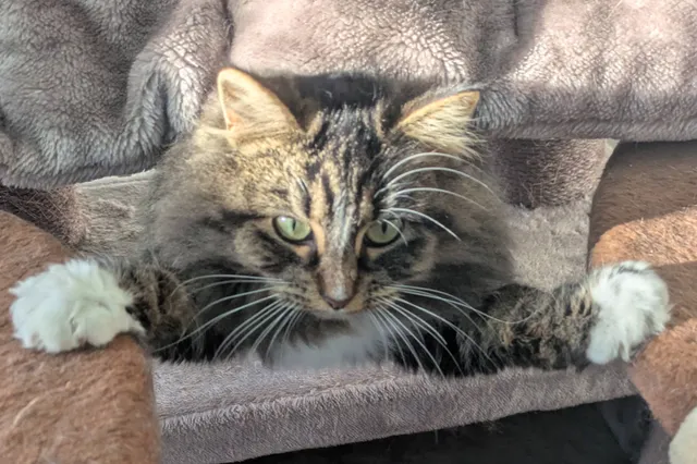 Dierentehuis Hoorn: 'Zwarte katten en katten met een medische aandoening worden vaak minder snel geadopteerd'