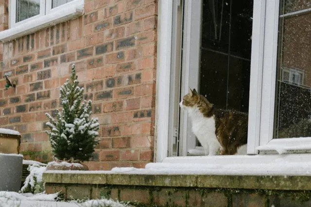 5 tips om een kat te laten wennen aan een nieuw huis