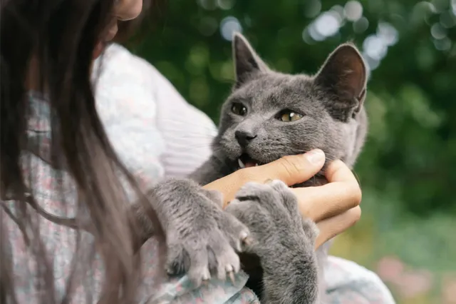 Hoelang onthoudt een kat zijn baasje?