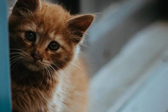 5 redenen om een kat uit het asiel te halen