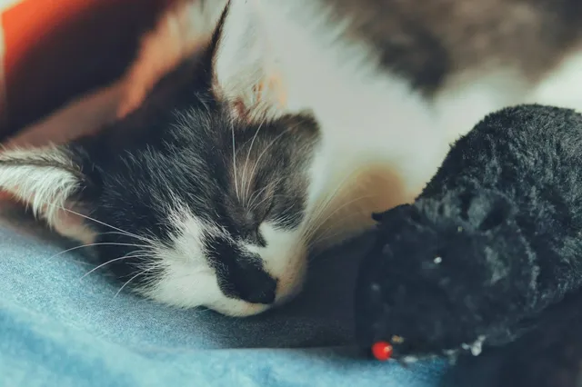 Waarom zijn katten zo dol op muizen? Geven ze mensen een cadeau of speelt er wat anders?