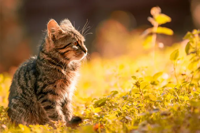 Vermiste kat van 17 na vijf jaar terug met familie in Amsterdam