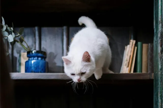 Duivelse dilemma’s in nieuw kattenboek ‘Als katten van de Wereld Verdwijnen'