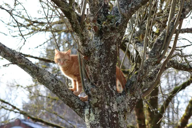 Katten kunnen mensen besmetten met vogelgriep