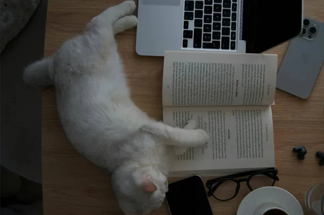 Katten vinden het babystemmetje van hun eigenaren leuk