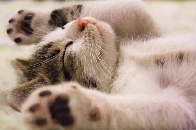 Gezelligheid en 4 andere redenen waarom mensen een kat willen