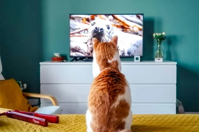 De top 5 must-see anime voor kattenfans