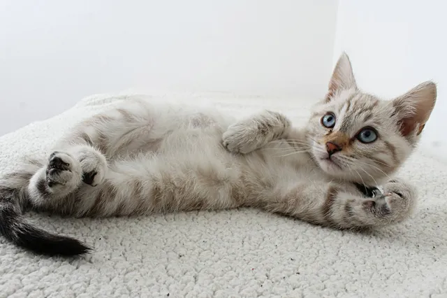 De 6 redenen waarom katten (kunnen) miauwen