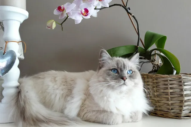 Kattenfilmpjes helpen tegen negatieve emoties: dit is waarom we niet stoppen met kijken