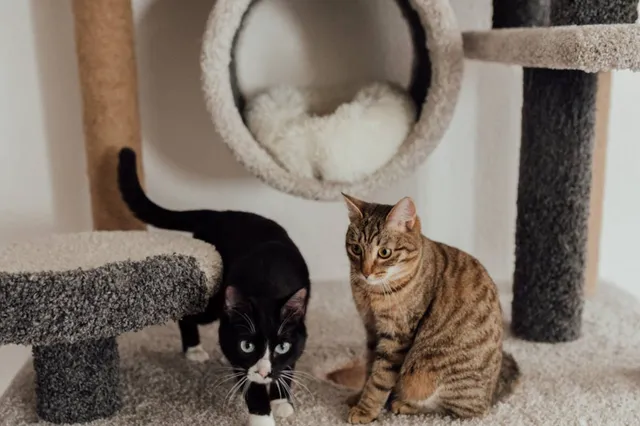Wat voor kattenspeelgoed is er allemaal te koop bij Action?
