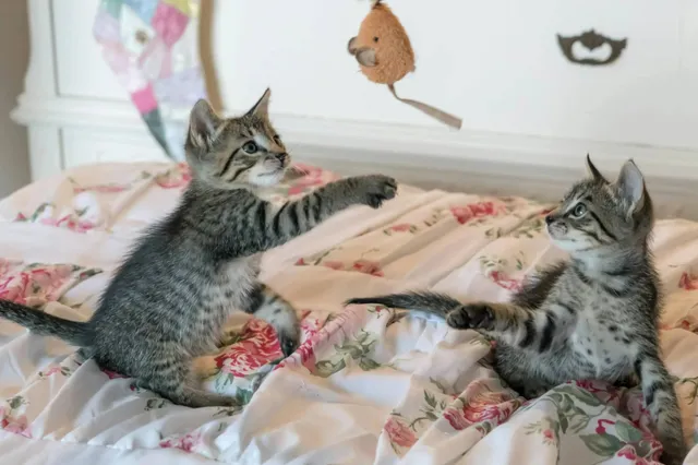 Top 5 beste interactief speelgoed voor een kat