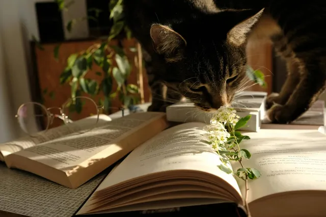 Wist je dat een kat heeft meegewerkt aan academische onderzoeken ?