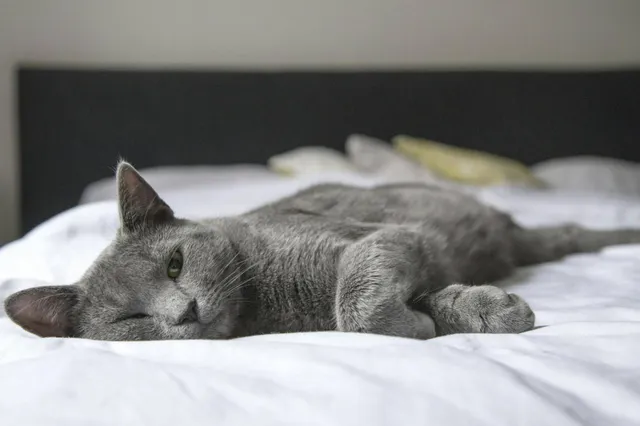 Wist je dat katten niet alleen spinnen vanuit tevredenheid?