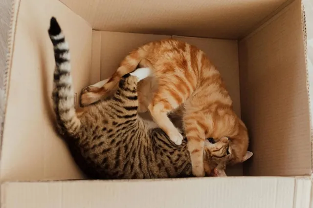Dit is dé reden waarom je je kat regelmatig ziet trappelen