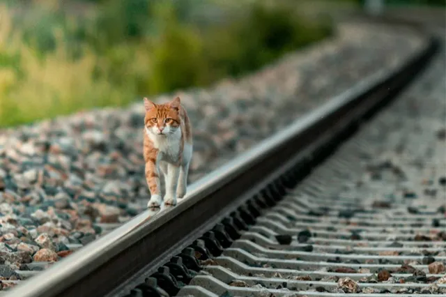 Kat gaat op avontuur en neemt trein naar Londen