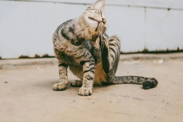 Top 5 beste antivlooienmiddelen voor katten