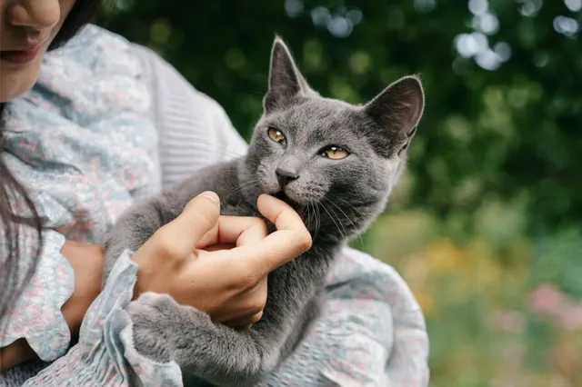 Aanrader voor kattenliefhebbers: nieuw boek Zij en Haar Kat onderweg