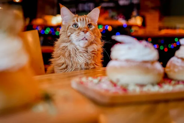 Kattenliefhebbers opgelet: Dit zijn de 5 beste kattencafés van Nederland