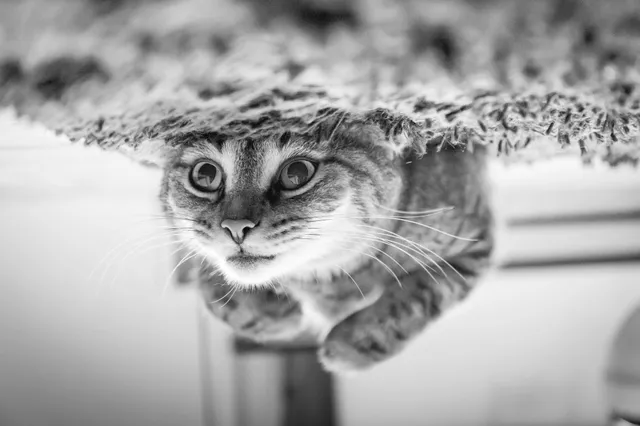 In twee dagen tijd meerdere katten achtergelaten in tas