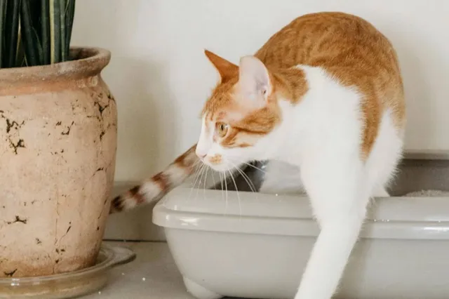 5 tips voor het schoonmaken van de kattenbak