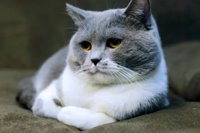 Dit zijn vijf oorzaken waarom katten niet miauwen