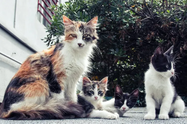 Wist je dat ontwormen van een kat erg belangrijk is?