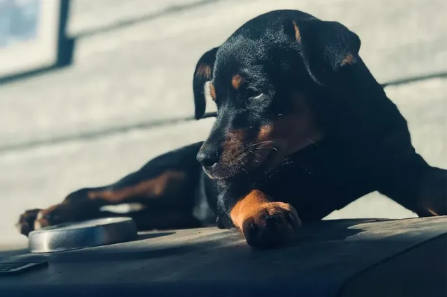 Video gaat viral: hond lijkt net op een kat