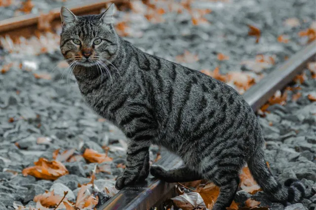 Na ruim een week is vermiste kat teruggevonden in Delfzijl