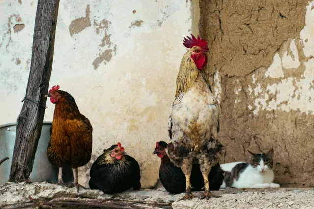 Ook in België is vogelgriep bij katten vastgesteld