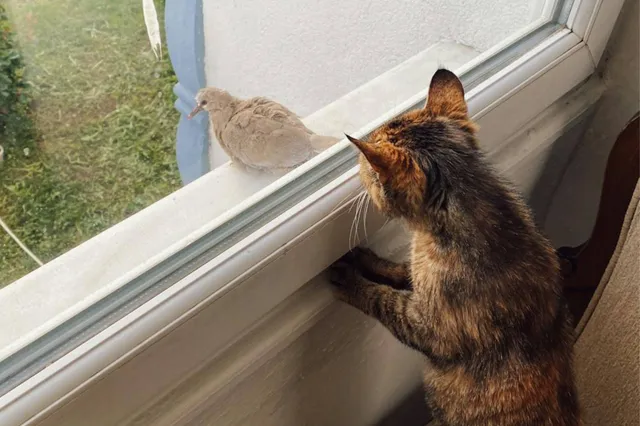 Hoe vatbaar zijn katten voor vogelgriep?