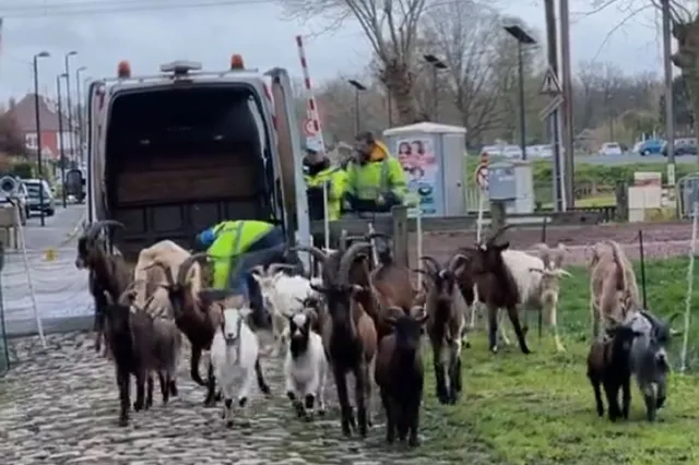 VÍDEO: ¡Llegó el momento! La París-Roubaix saca las cabras para limpiar la Trouée d'Arenberg