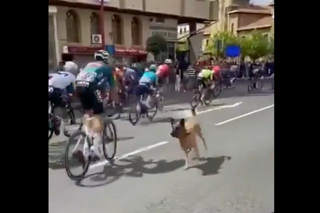 ¡El tremendo multazo que se ha llevado el dueño del perro que casi tiró a medio pelotón en la Vuelta!