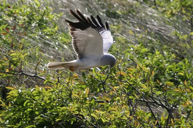 Volop actie bij Natuurvereniging Zuidwolde
