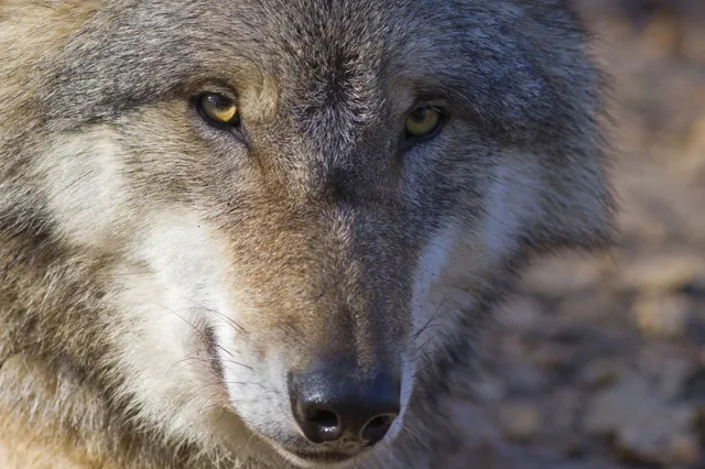 Provincie trekt knip voor wolfwerende rasters: maximaal 30 mille per aanvrager
