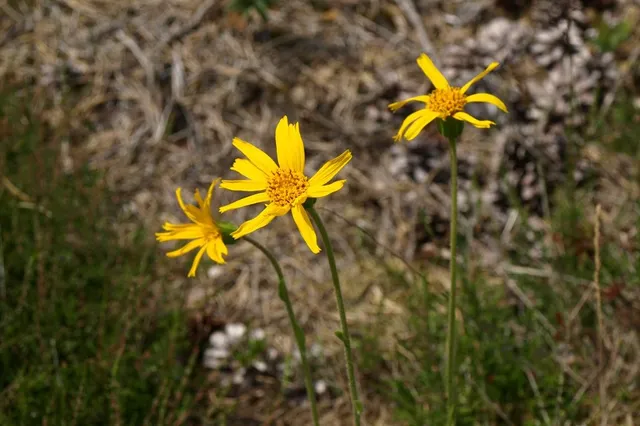 Landschapsbeheer Drenthe in actie voor heischrale graslanden