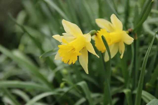 Bescherm de karakteristieke wilde narcis in de tuin