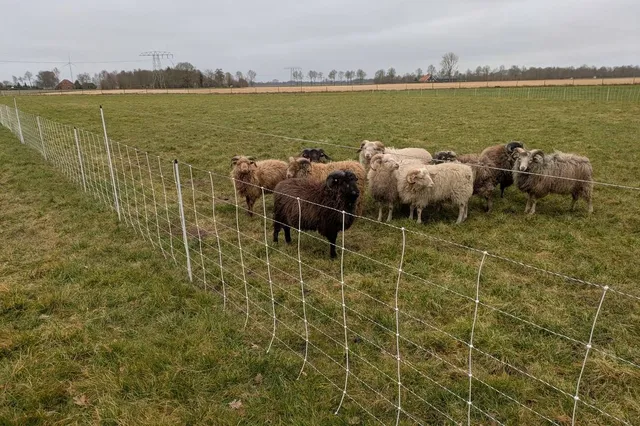 Grote interesse in subsidie voor wolfwerende rasters