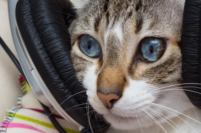 podcasts