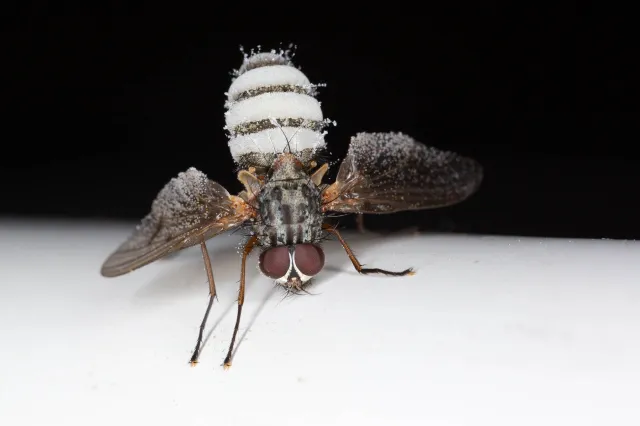 vliegenzombieschimmel