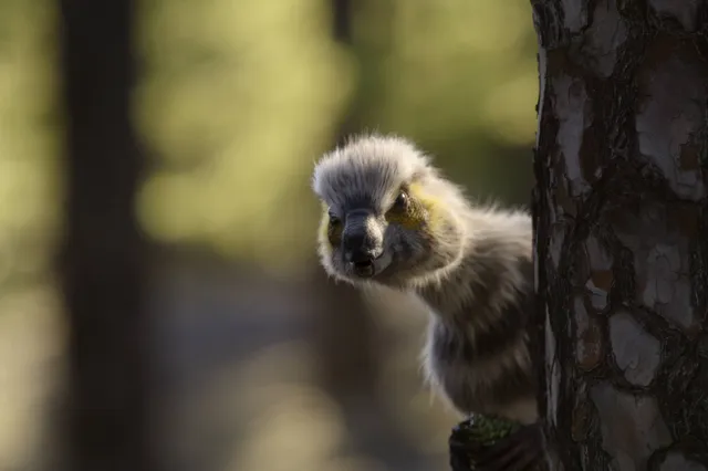 Season_1_Trailer__The_Dinosaurs_n_00_01_31_19