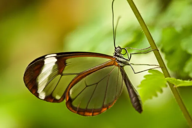 glasswing