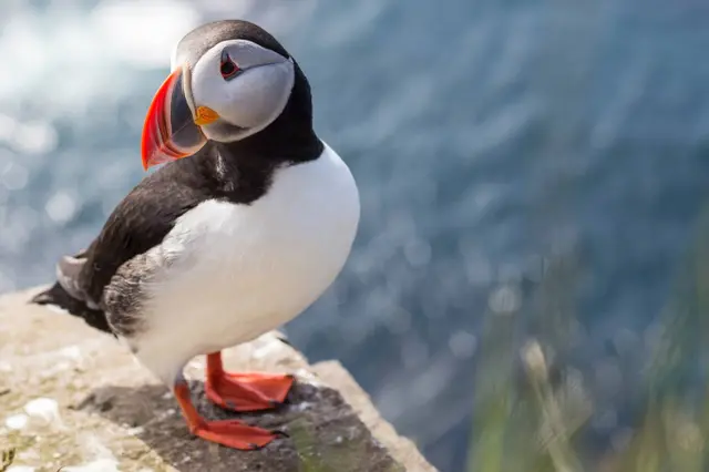 Puffin